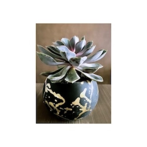 Black Perle Von Succulent