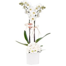 White Orchid and White Daisy in Large Ceramic Pot