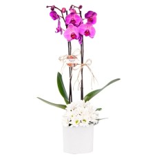 Fuchsia Orchid and White Daisy in Large Ceramic Pot