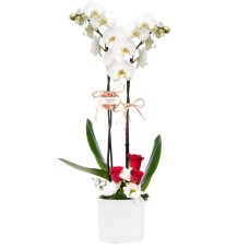 White Orchid, White Daisy and Red Rose in Large Ceramic Pot