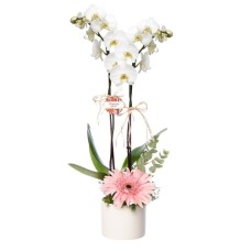 White Orchid and Pink Gerbera in Large Ceramic Pot