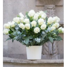 40 Rosas blancas en maceta