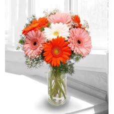 Colorful Gerberas in a Cylindrical Vase