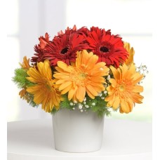 Bohemian Gerberas