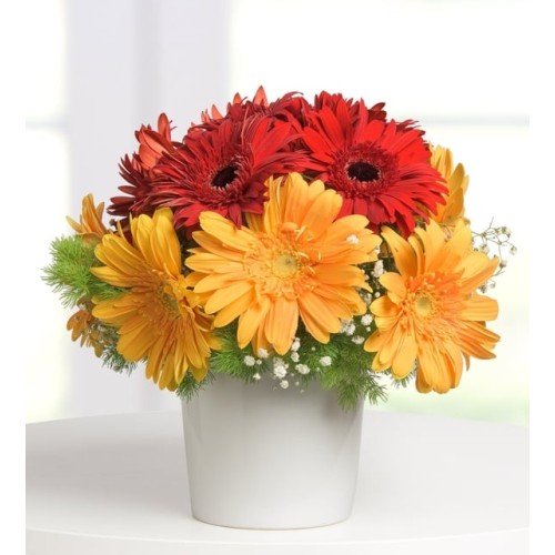 Bohemian Gerberas