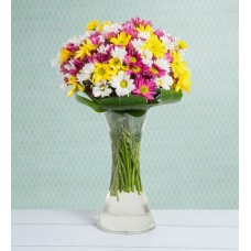 Garden-Fresh Colorful Daisies