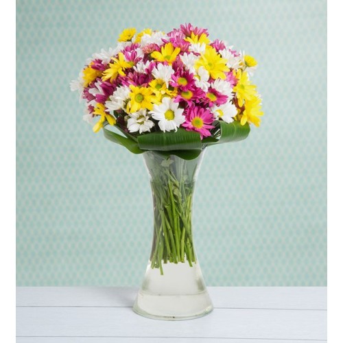 Garden-Fresh Colorful Daisies