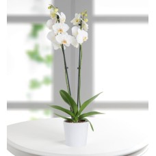 Double White Orchid