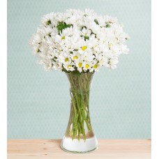 White Daisies