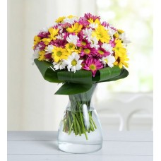 Multicolor Daisies - Color Party