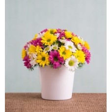 Colorful Daisies - A Bit of Spring