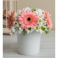 Flowerpot Gerberas and Daisies
