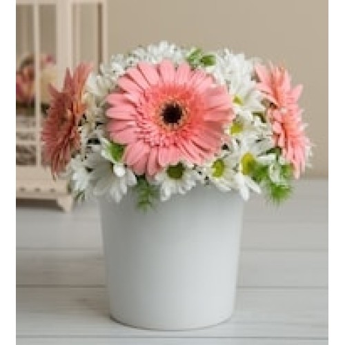 Flowerpot Gerberas and Daisies