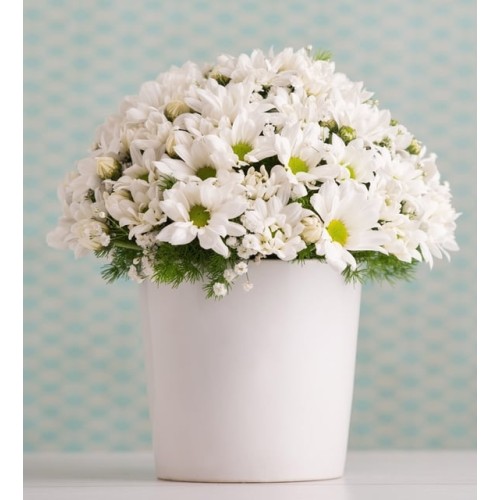 Pot Of White Daisies