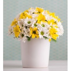 White and Yellow Daisies Pot
