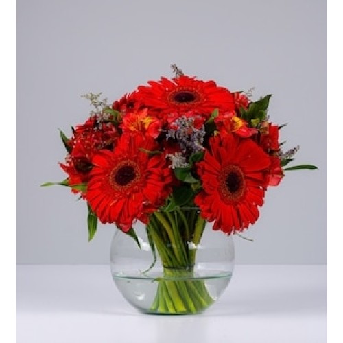 Fishbowl Red Gerbera and Astromelia