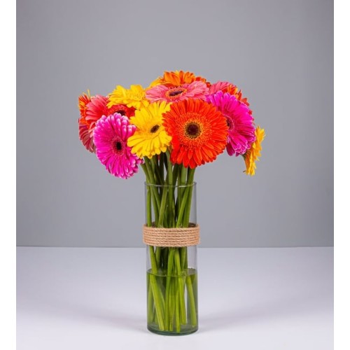 Colorful Gerbera Flowers in Vase