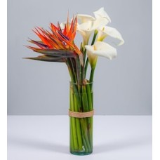 Bird of Paradise and Gannets