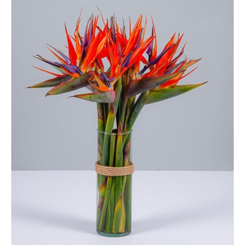 Birds of Paradise in a Vase