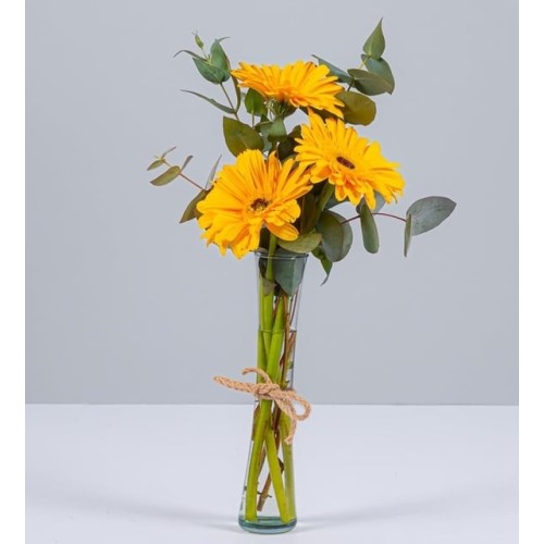 3 Yellow Gerberas
