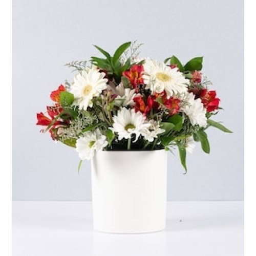 Flowerpot Daisies and Gerberas