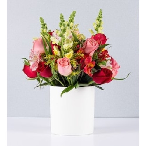 Bicolor Roses Pot