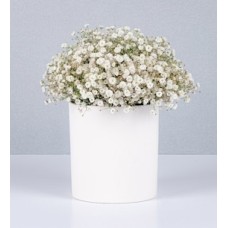 White Gypsum Pot