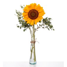 Sunflower and Eucalyptus in a Vase