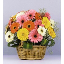 Colorful Basket Of Gerberas