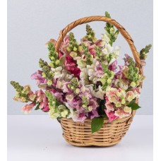 White, Lilac and Pink Snapdragons in a Small Basket