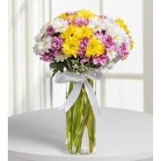 Tricolor Daisies