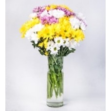 Daisies in Spring