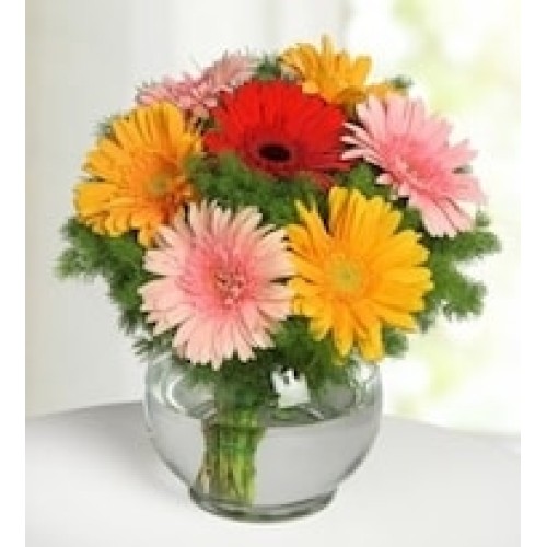 Gerberas in Fishbowl