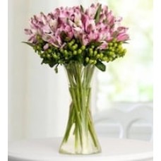 Lilac Astromeliads