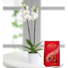 Orchid White And Lindt