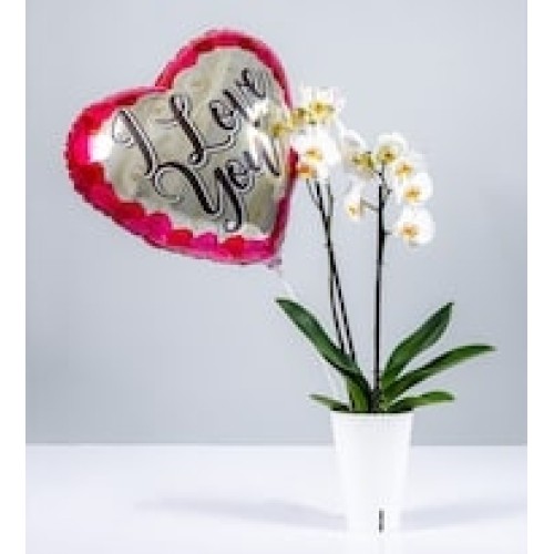 Self-Watering Orchid White Base and Love Globe