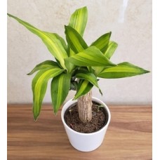 brazilwood