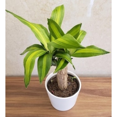 brazilwood