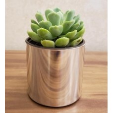 Succulent Echeveria