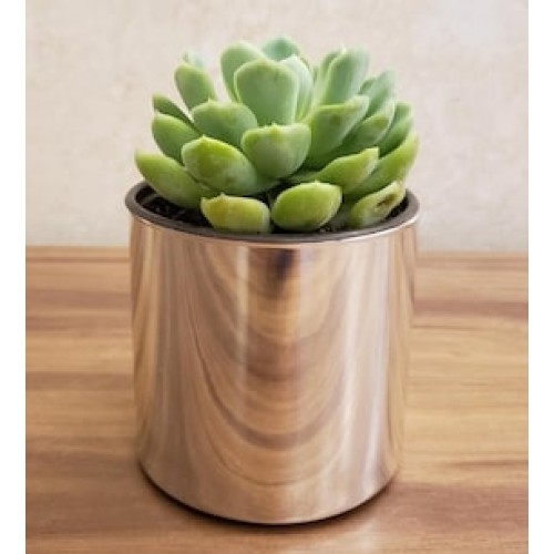 Succulent Echeveria