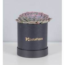 Purple Succulent in Box