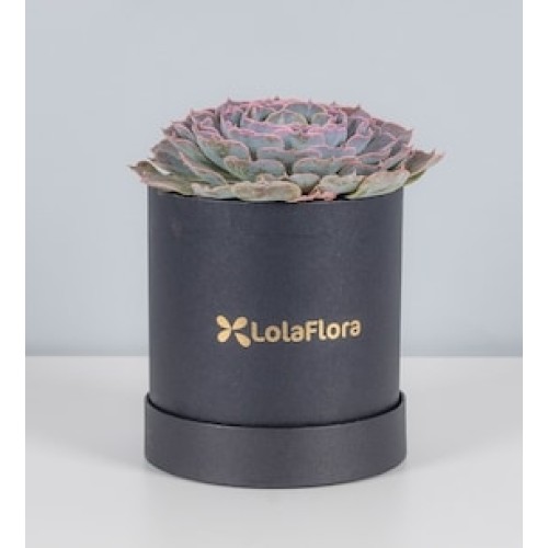 Purple Succulent in Box