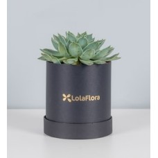 Blue Succulent in Box