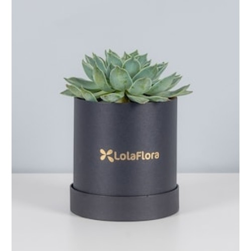 Blue Succulent in Box