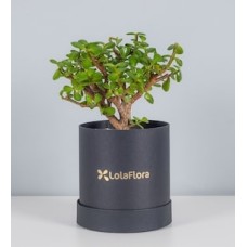 Tree of Abundance in Box