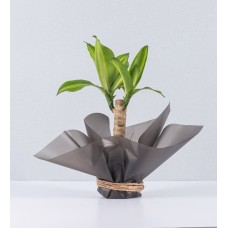 Dracaena Fragrans On Paper