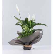 Cradle Of Moses Wrapped In Paper