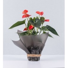 Anthurium on Paper