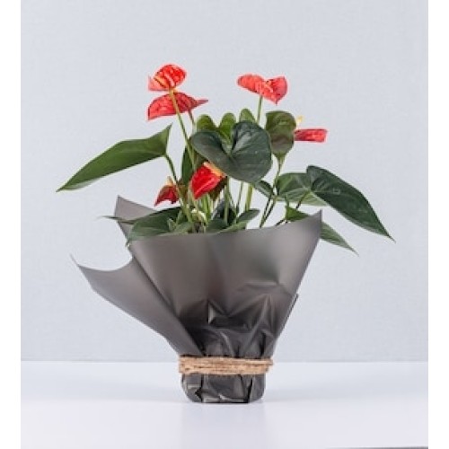 Anthurium on Paper