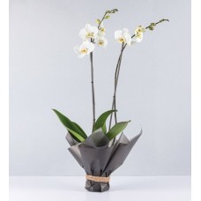 White Orchid In Paper